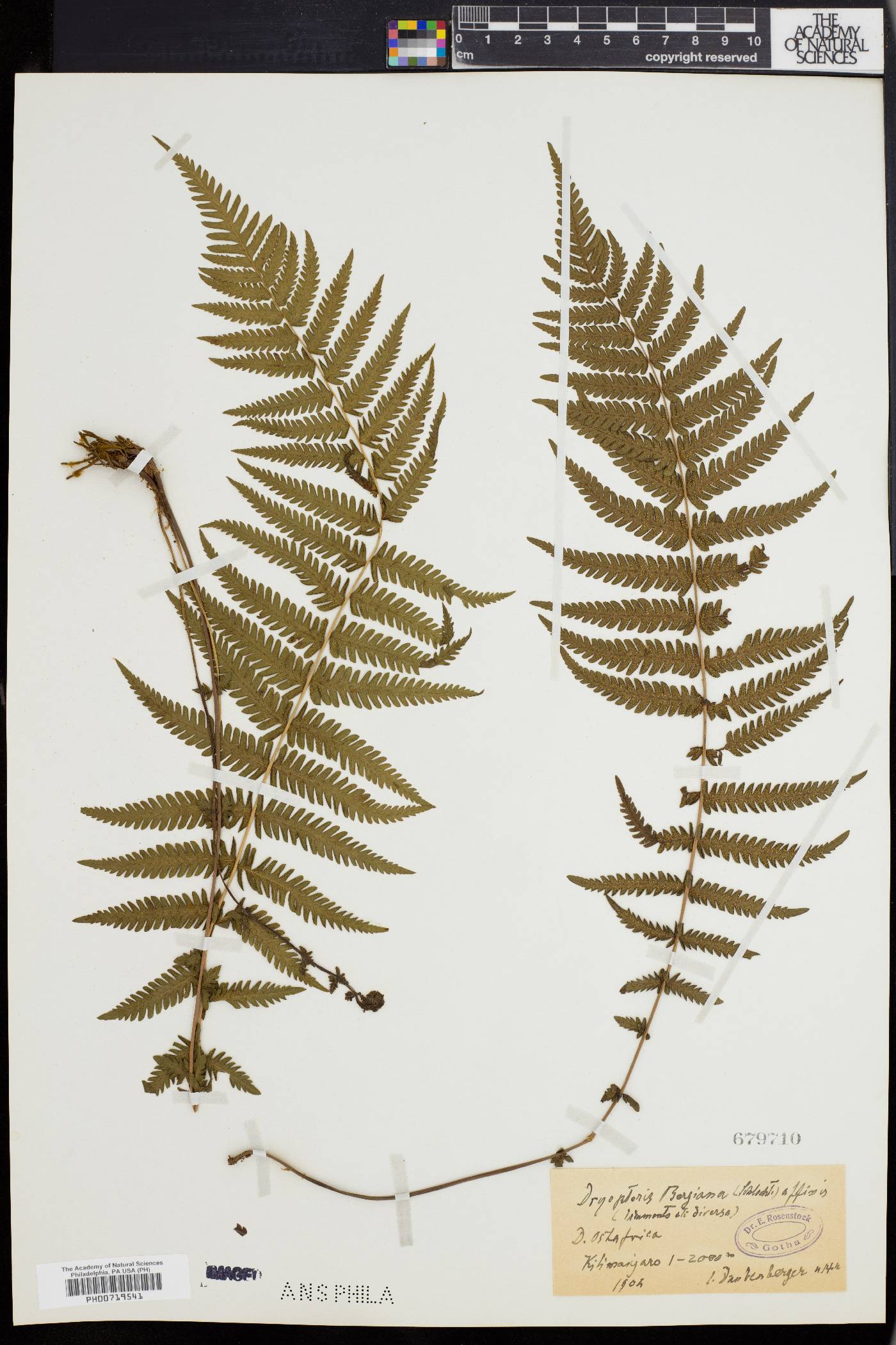 Dryopteris bergiana image