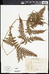 Dryopteris formosana image