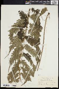 Pteridrys syrmatica image