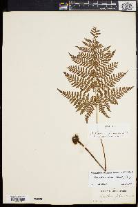 Dryopteris glabra image