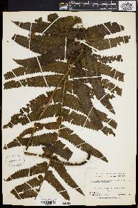 Dryopteris stegnogrammoides image