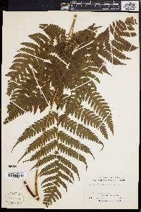 Dryopteris glabra image