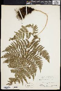 Dryopteris glabra image