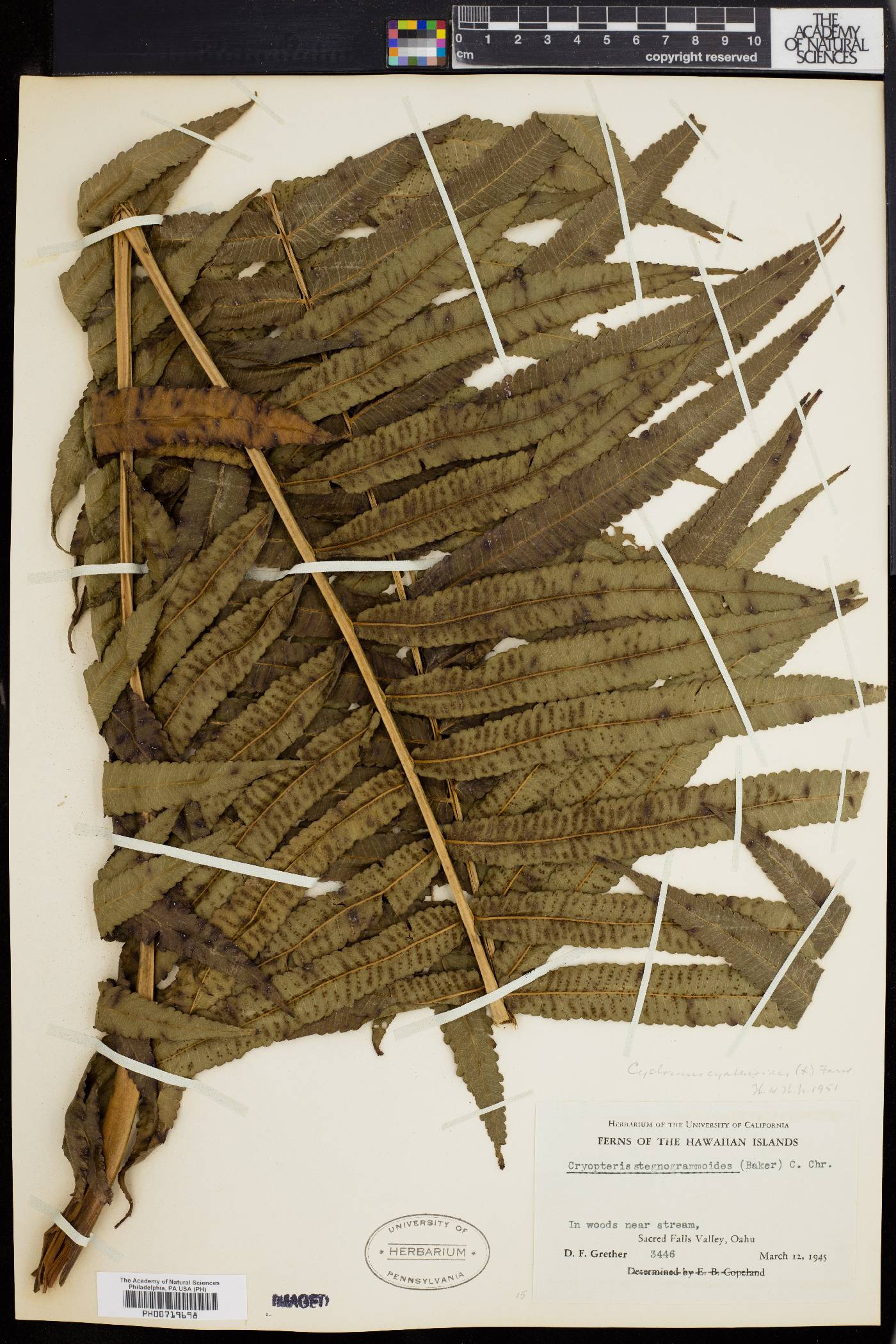 Dryopteris stegnogrammoides image