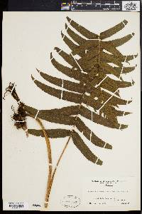 Dryopteris stegnogrammoides image