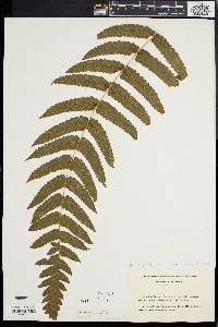 Dryopteris stegnogrammoides image