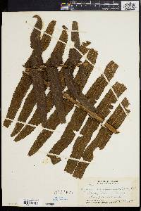 Dryopteris stegnogrammoides image