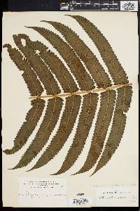 Dryopteris stegnogrammoides image