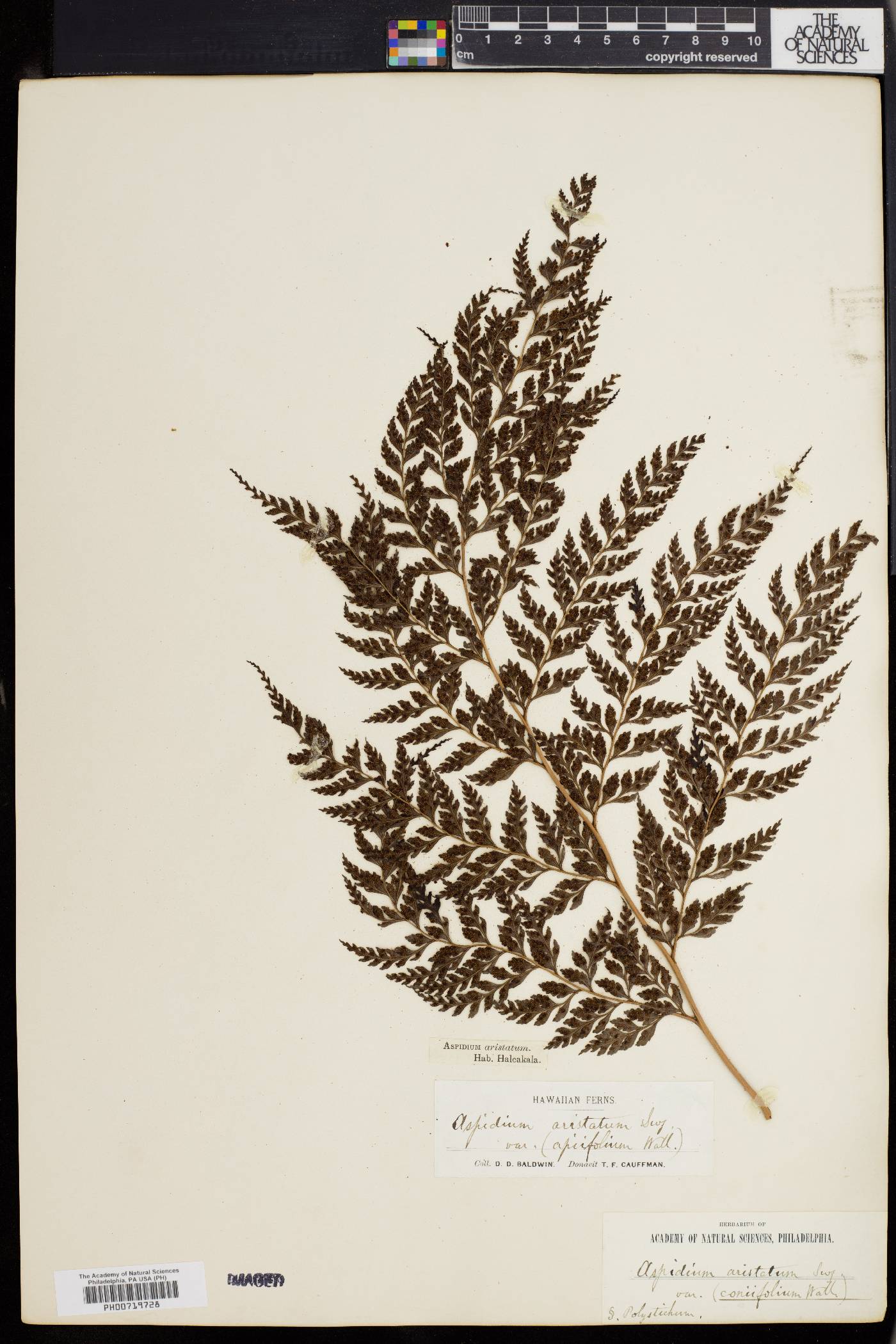 Arachniodes aristata image