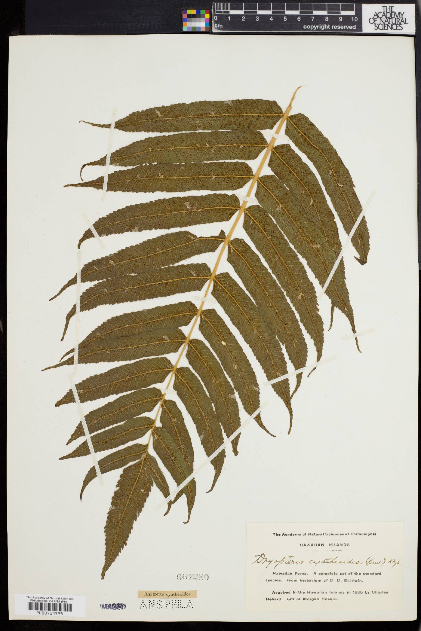 Dryopteris cyatheoides image
