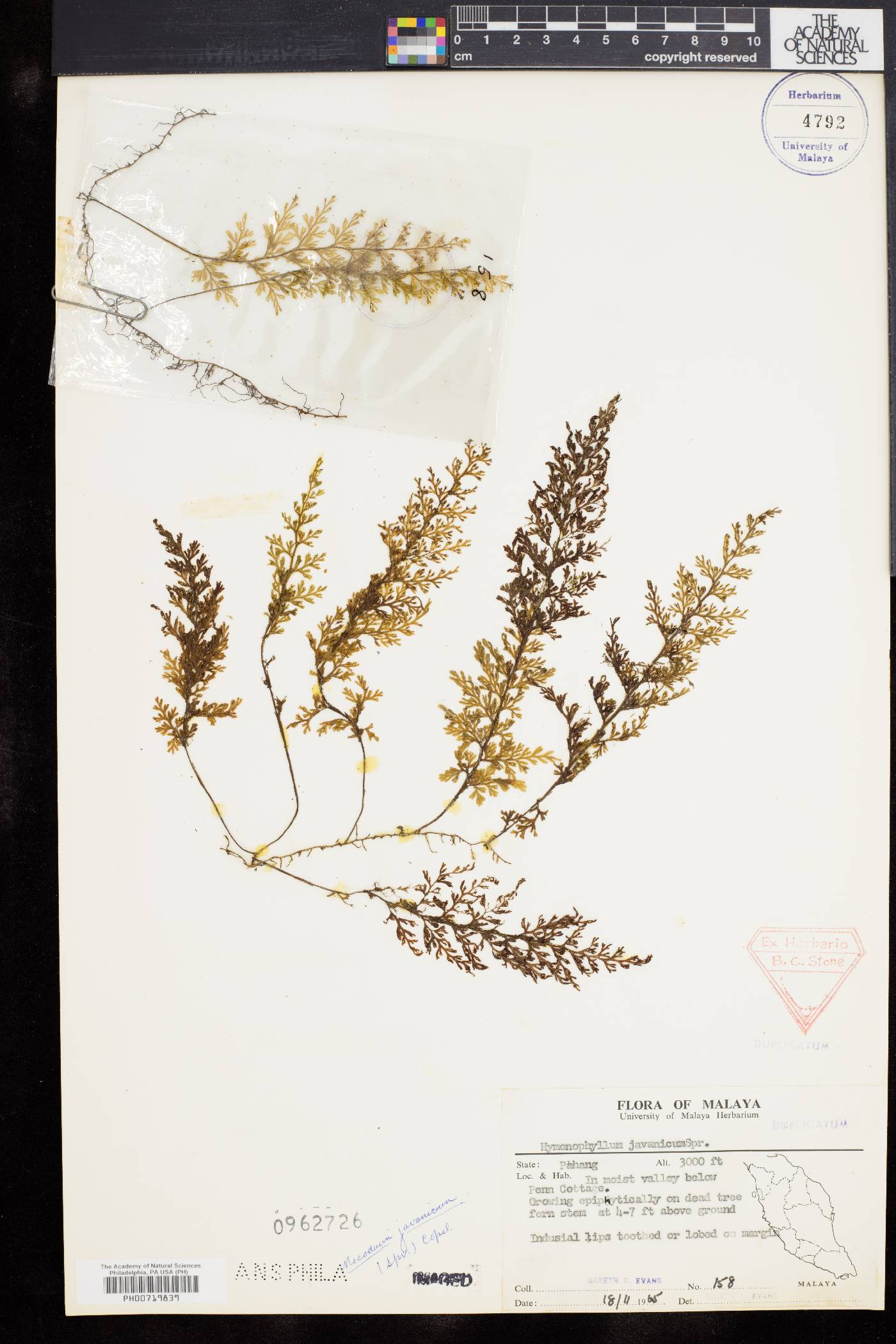 Mecodium javanicum image