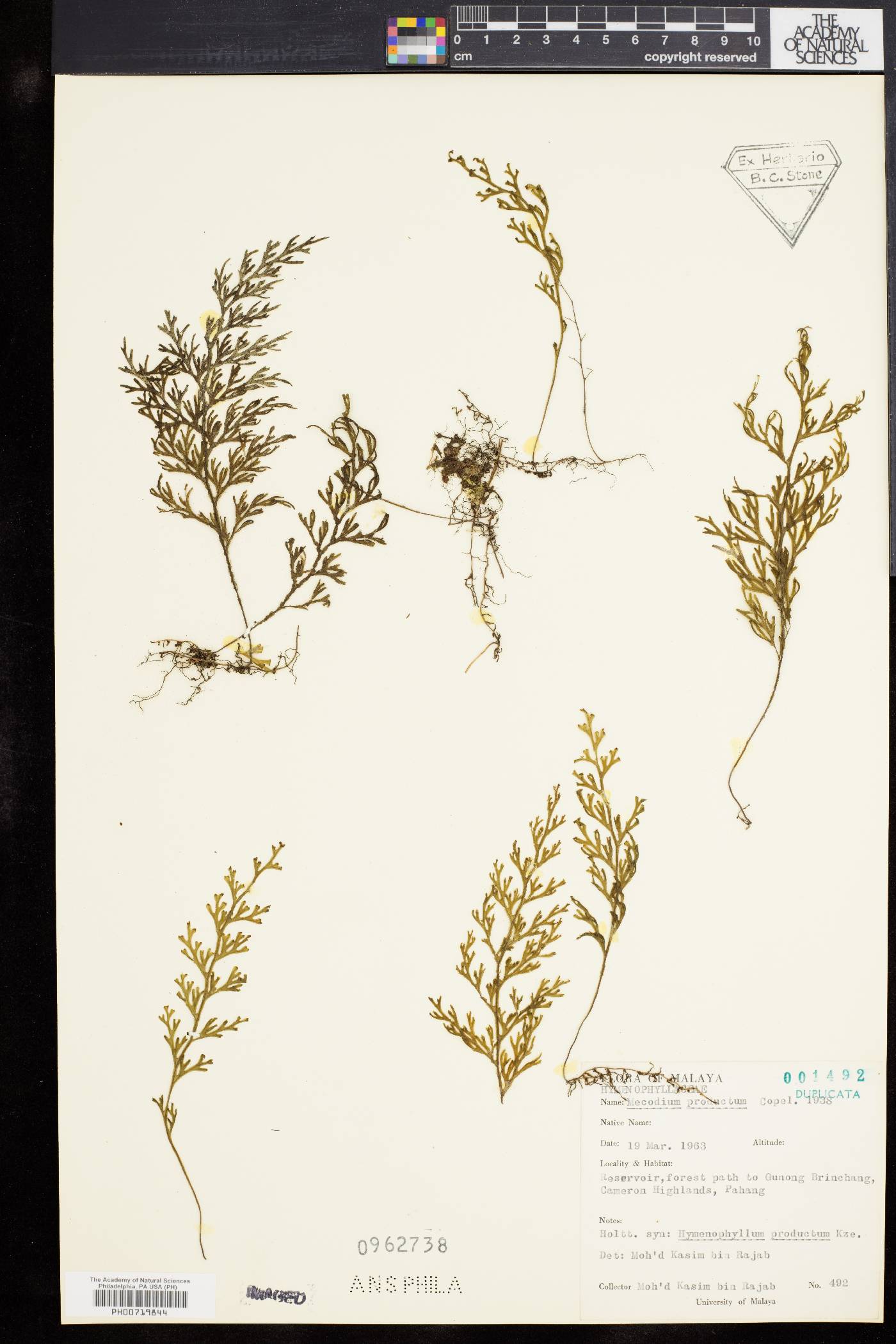 Hymenophyllum productum image