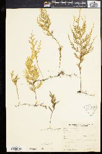 Hymenophyllum productum image