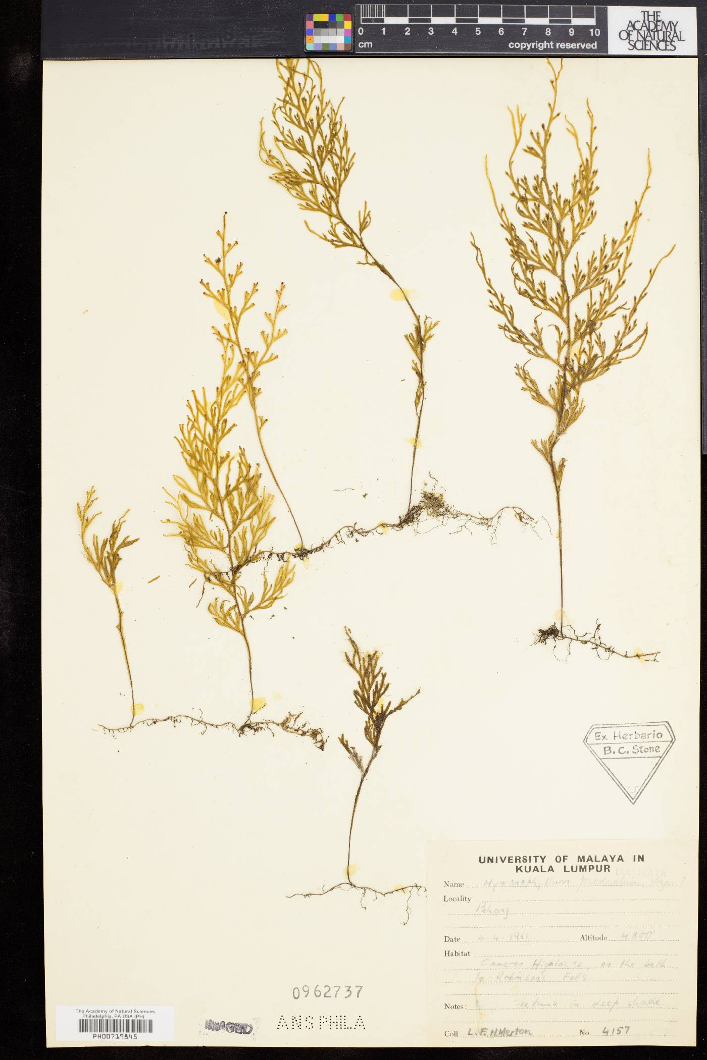 Hymenophyllum productum image