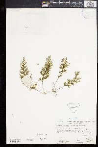 Hymenophyllum productum image