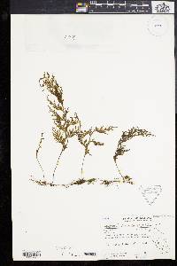 Hymenophyllum productum image