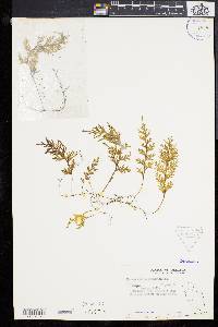 Hymenophyllum productum image