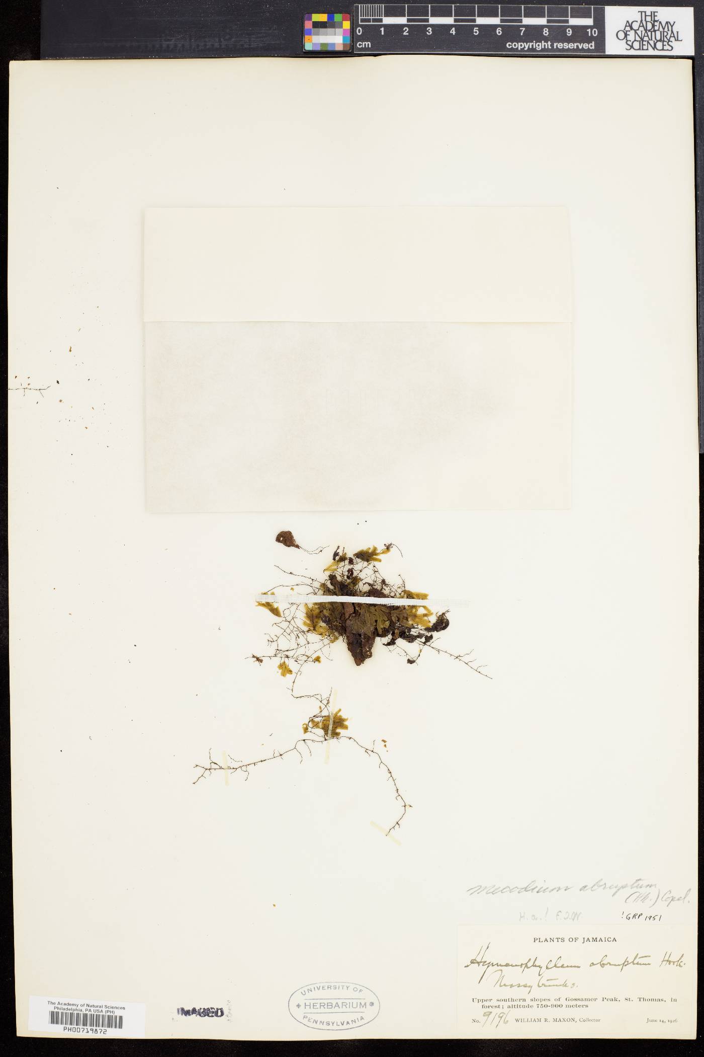 Mecodium abruptum image