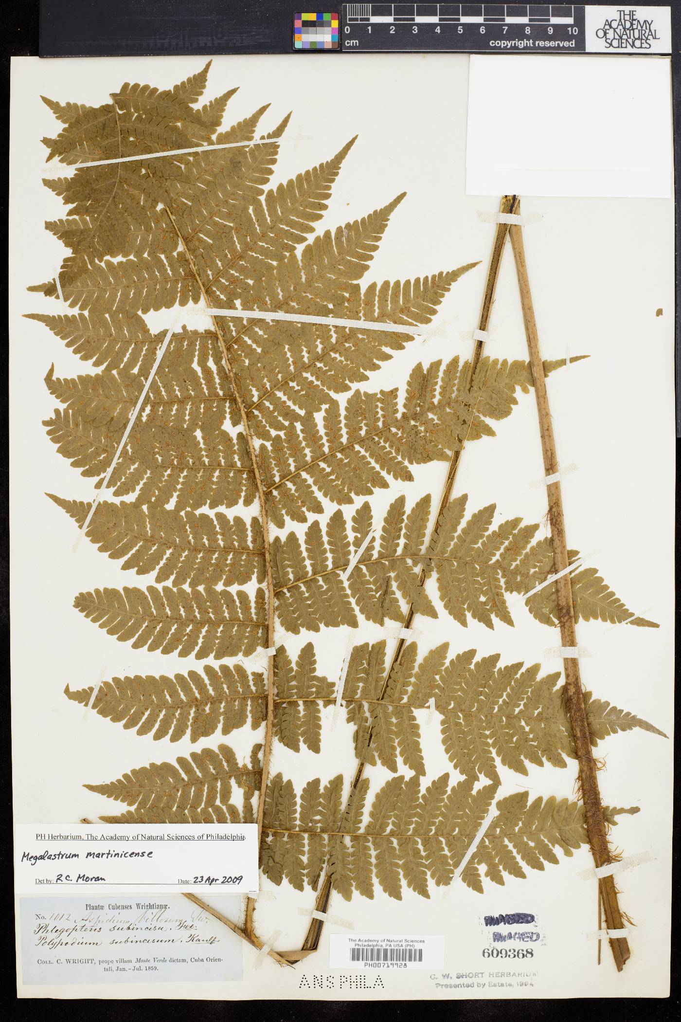 Megalastrum martinicense image