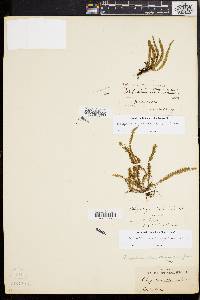 Micropolypodium basiattenuatum image