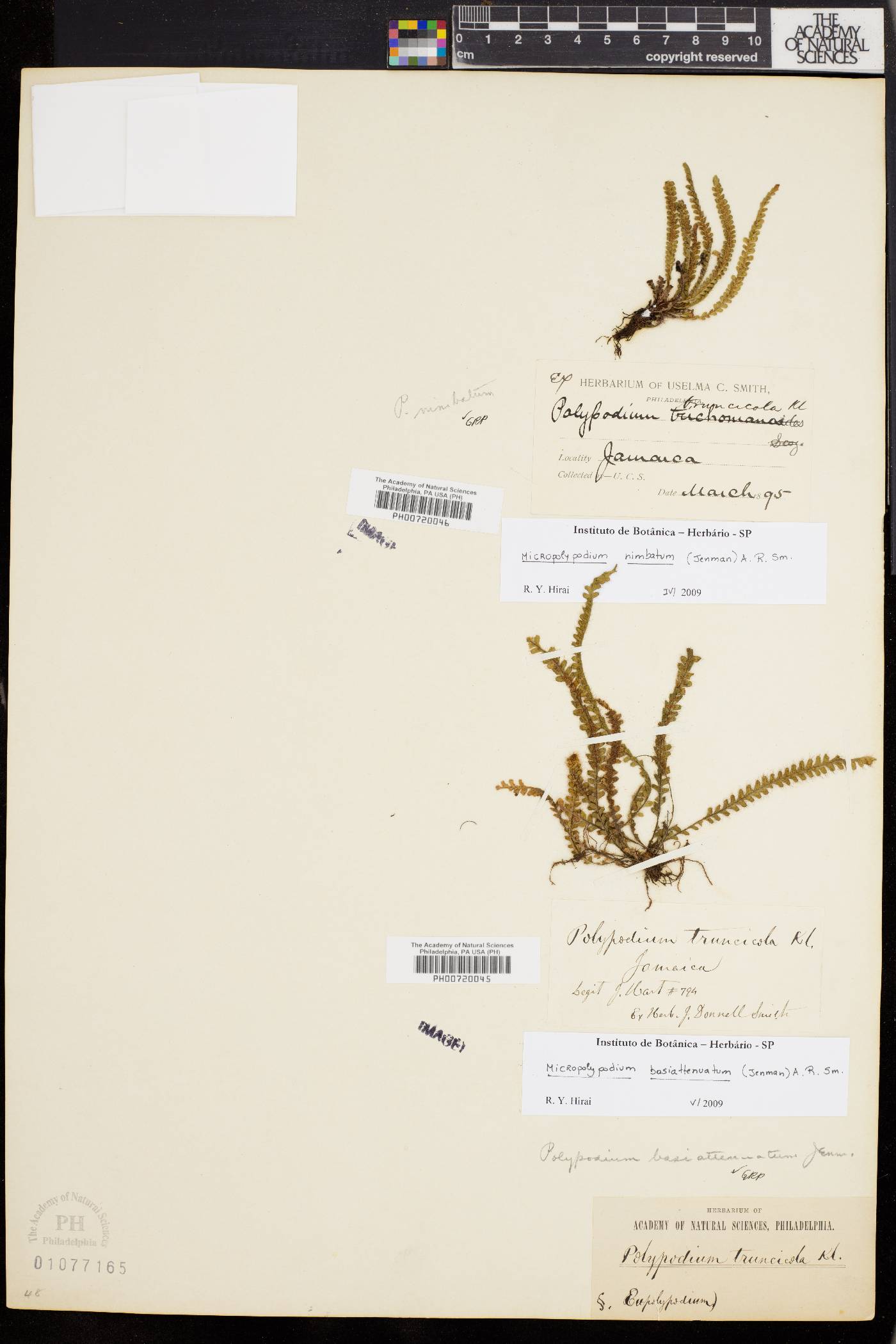 Micropolypodium nimbatum image