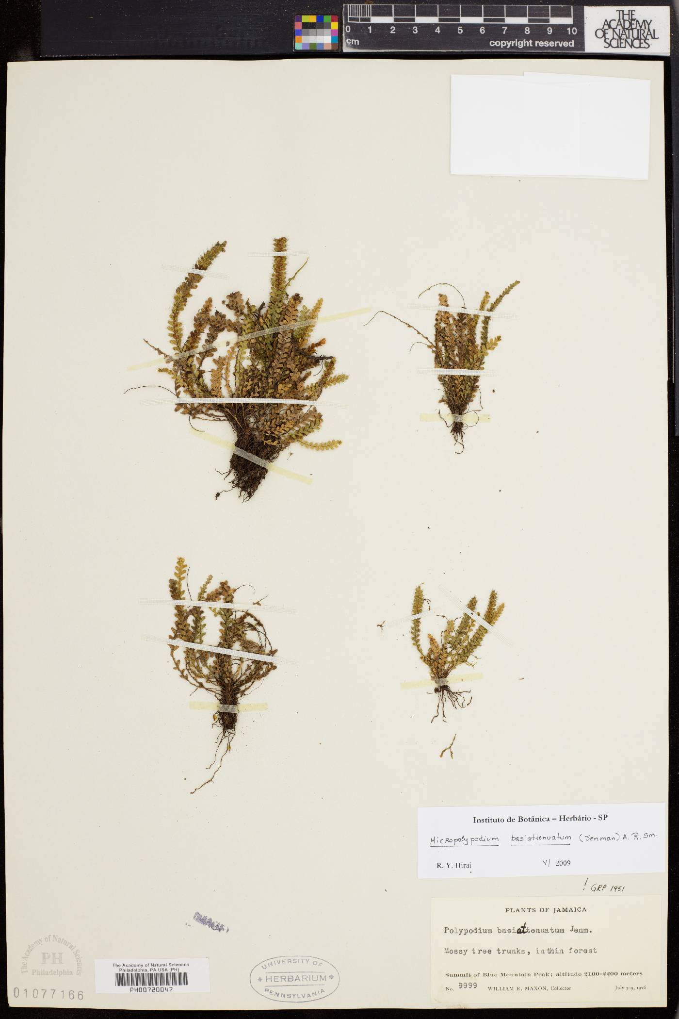 Micropolypodium basiattenuatum image