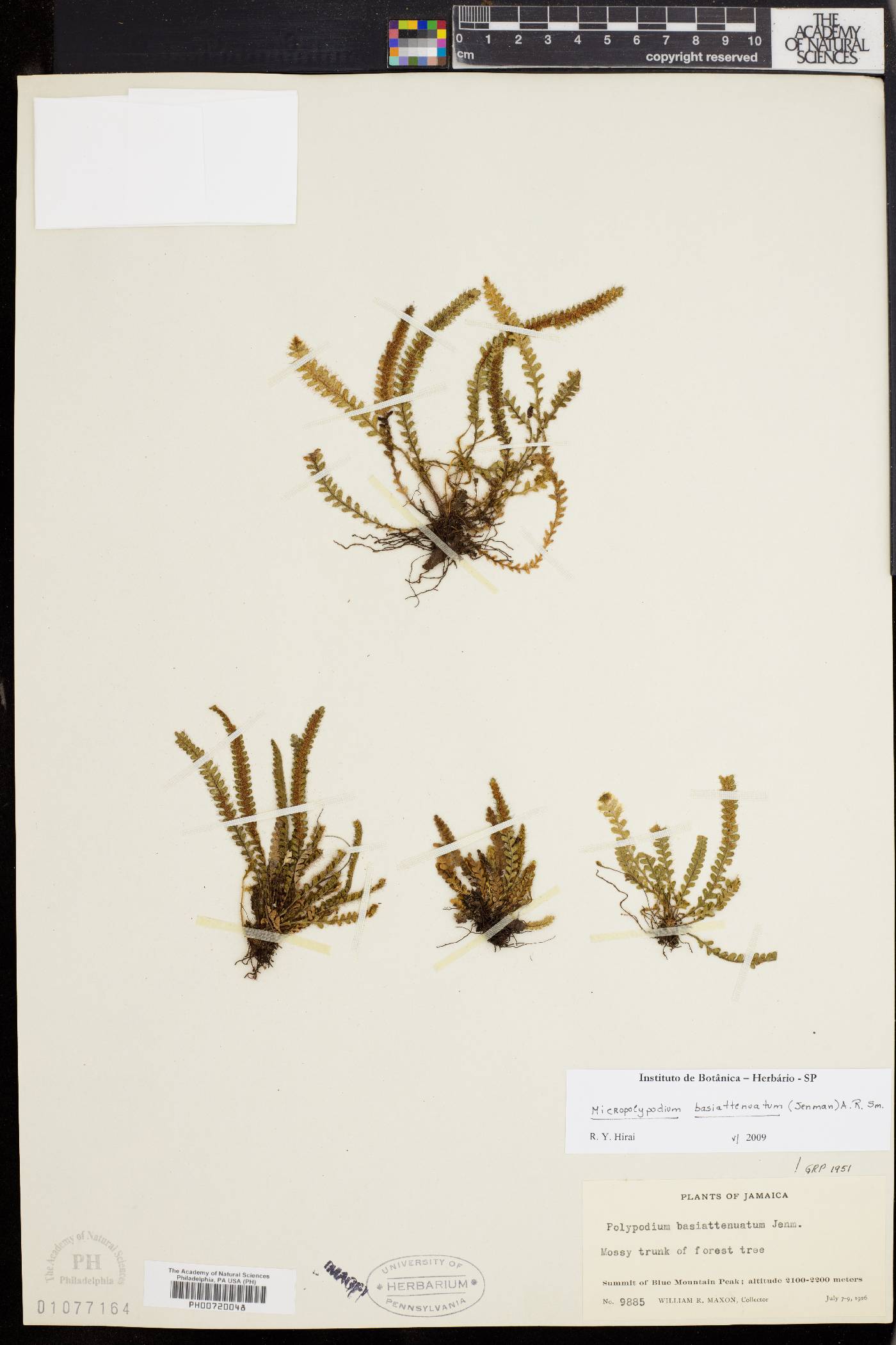 Micropolypodium image