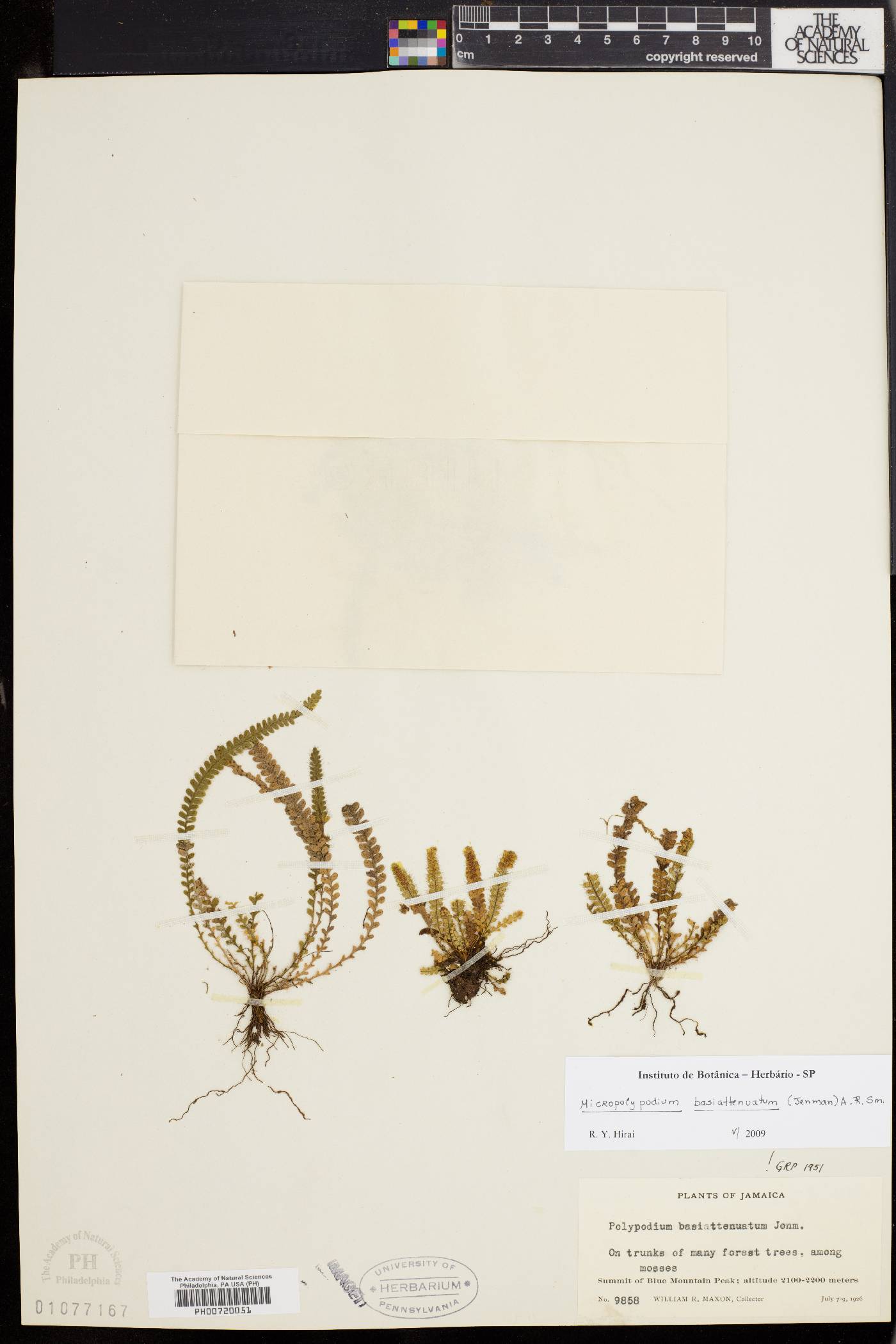 Micropolypodium basiattenuatum image