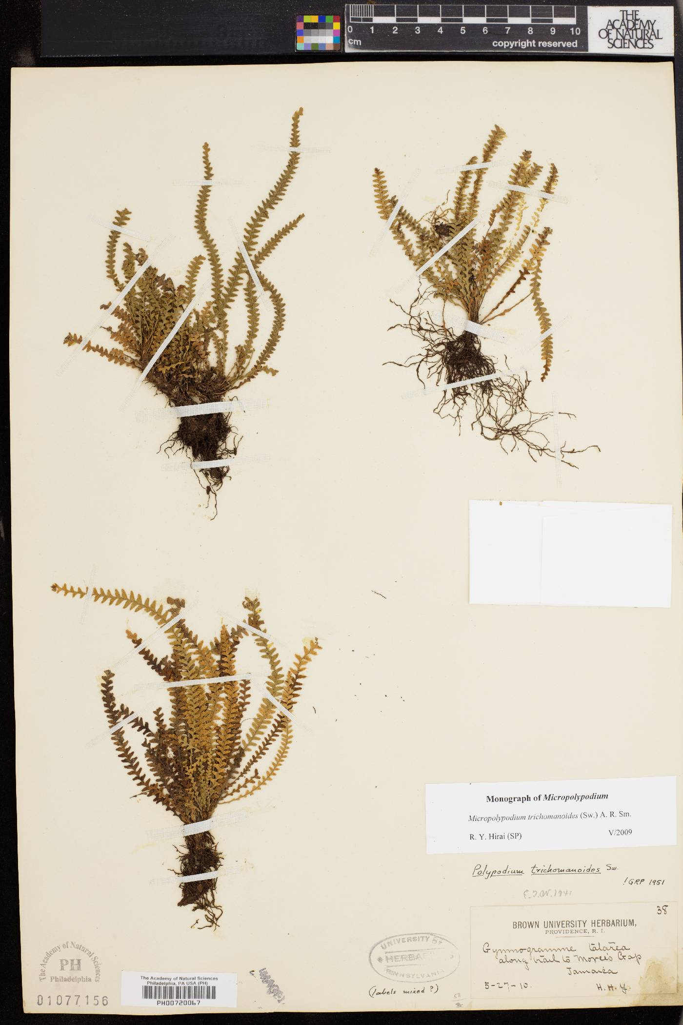 Moranopteris trichomanoides image