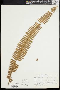 Nephrolepis exaltata image