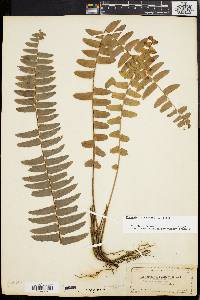 Nephrolepis exaltata image