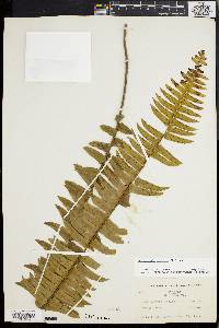 Nephrolepis exaltata image