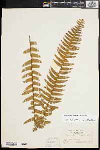 Nephrolepis exaltata image