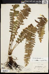 Nephrolepis exaltata image