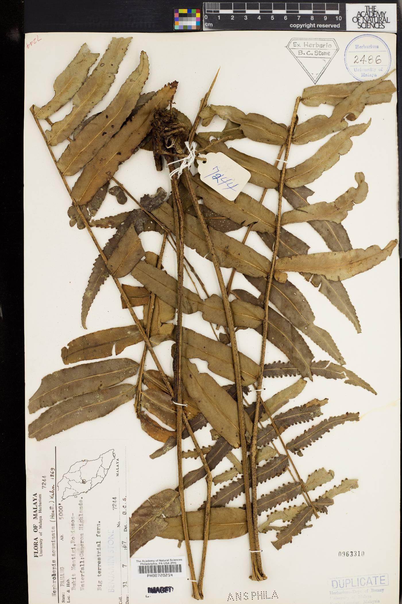 Nephrolepis acuminata image