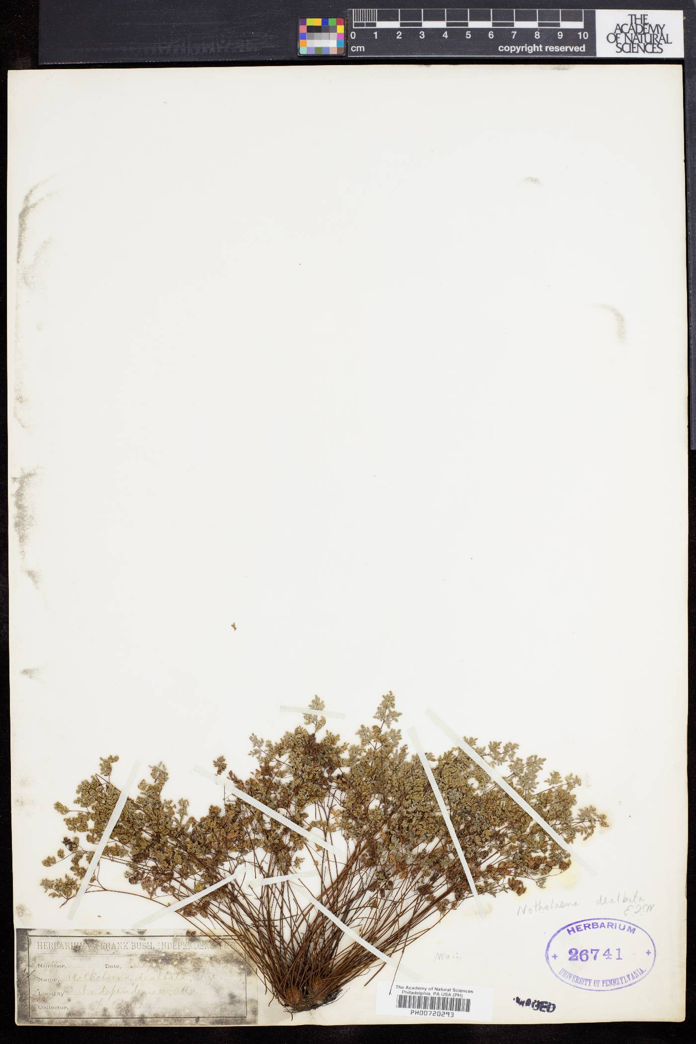 Notholaena dealbata image