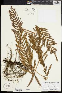 Dryopteris gongylodes image