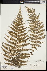 Dryopteris heteroclita image