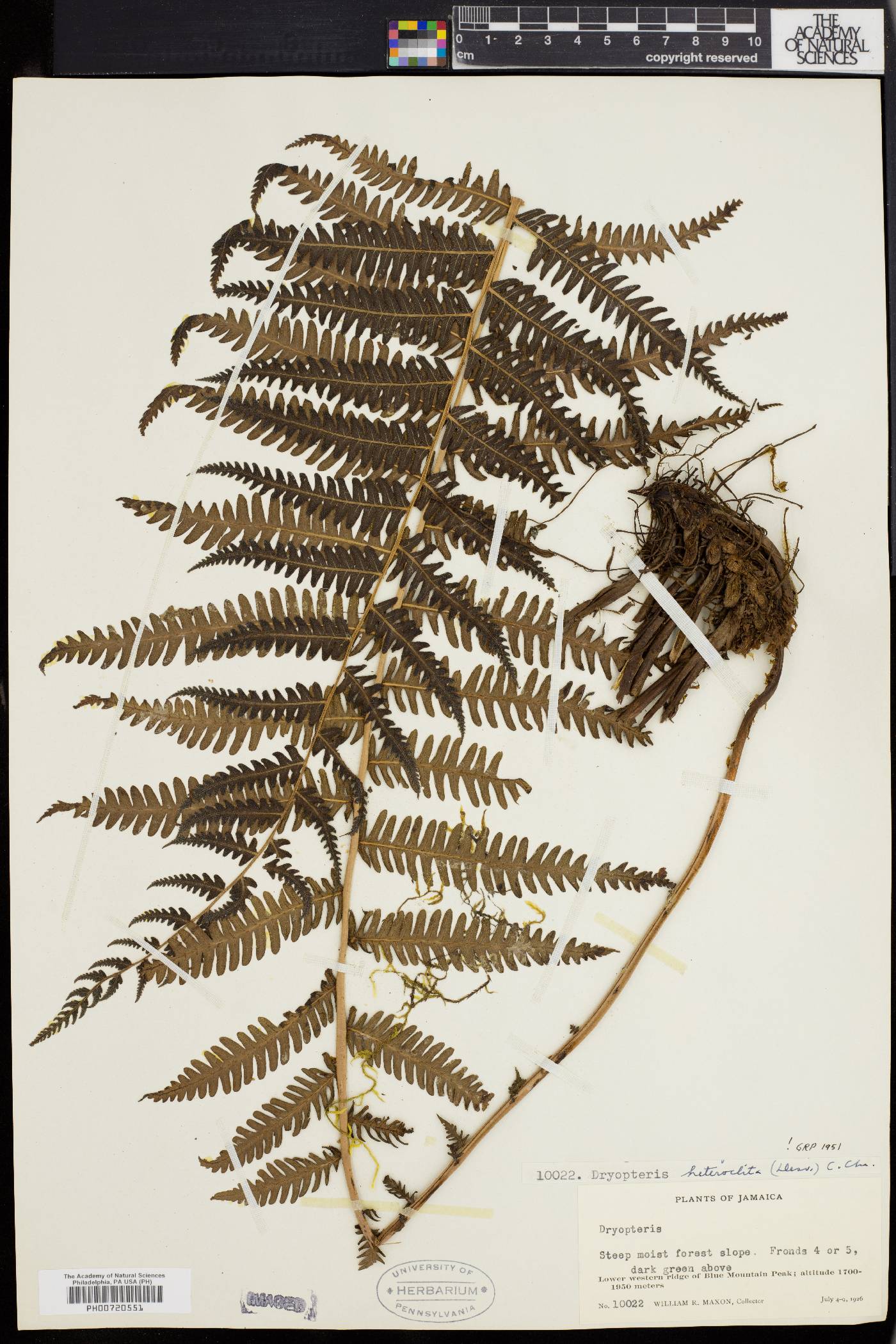 Dryopteris heteroclita image