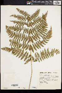 Dryopteris karwinskyana image