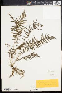 Dryopteris sancta image