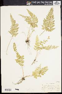 Dryopteris pubescens image