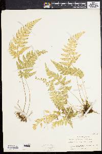 Dryopteris pubescens image