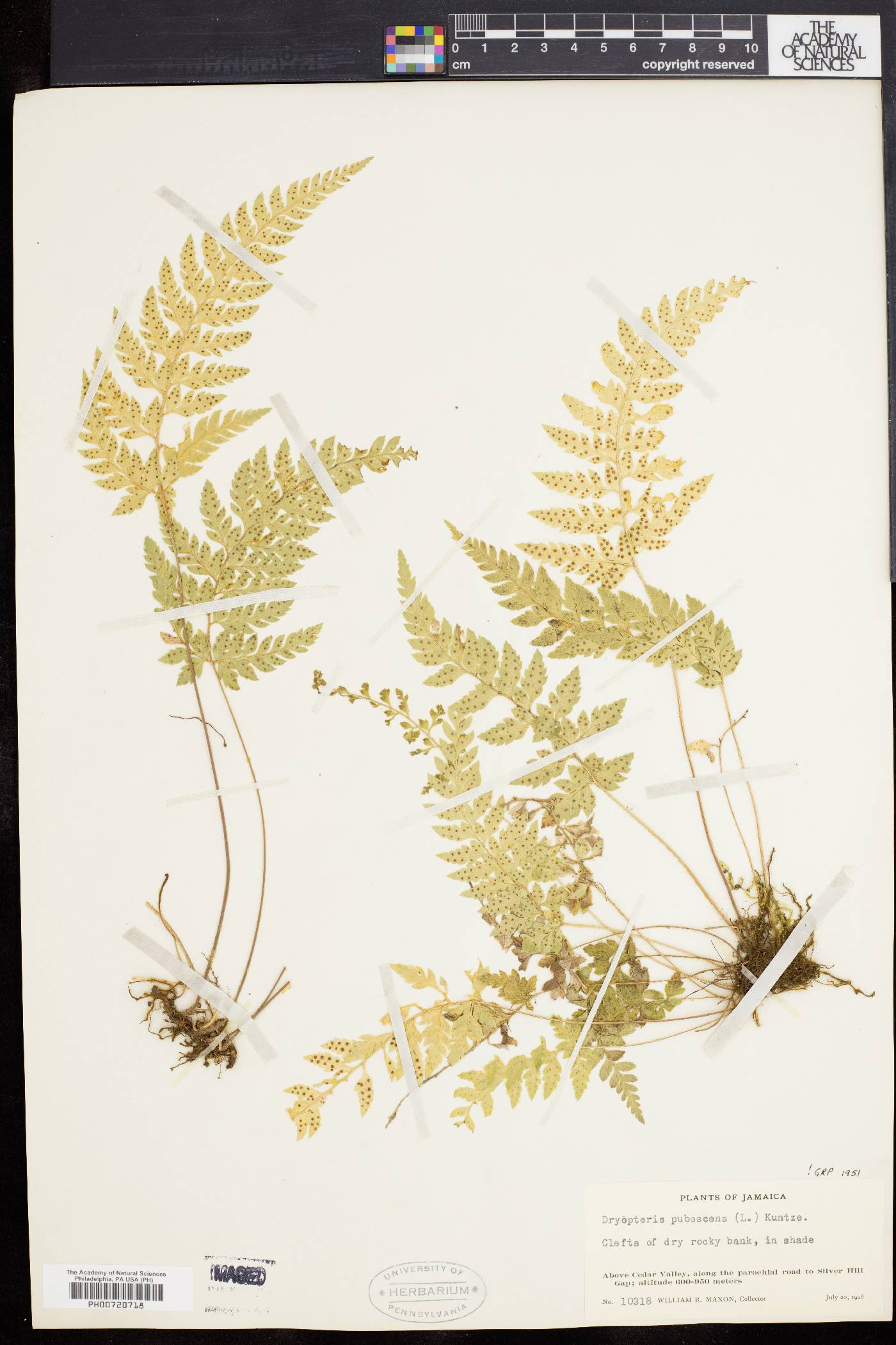 Dryopteris pubescens image