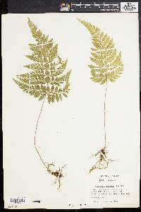 Dryopteris pubescens image