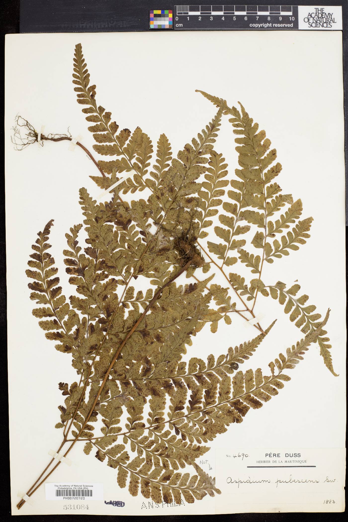 Dryopteris pubescens image