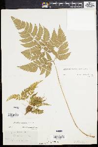 Dryopteris pubescens image