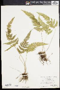 Dryopteris pubescens image