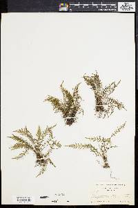 Dryopteris sancta image