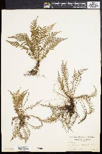 Dryopteris sancta image